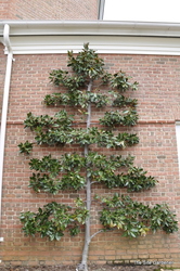Magnolia grandiflora 'Little Gem' — photo 4